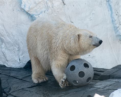 Plan To Use Seaworld Polar Bear For Breeding Sparks Protest Fox 5 San