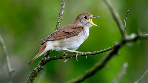 The Meaning And Symbolism Of The Word Nightingale