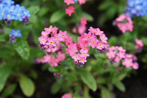 Forget Me Nots Tips And Symbolism Of These Pretty Blue Flowers