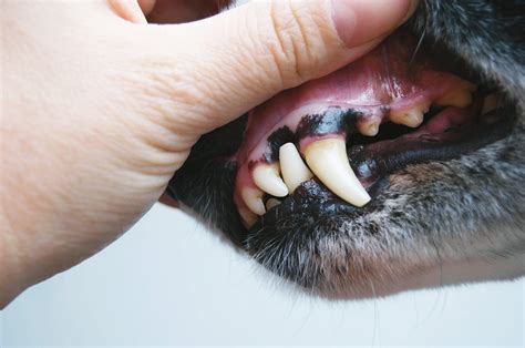 Do Your Dogs Gums Look Normal Heres How To Tell