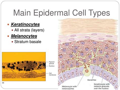 Ppt Skin Structure And Color Powerpoint Presentation Free Download