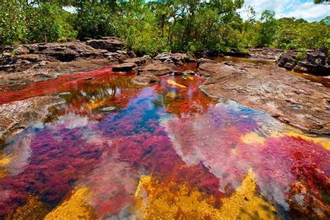 Caño Cristales Aka The Rainbow River In Colombia Lives Up To Its