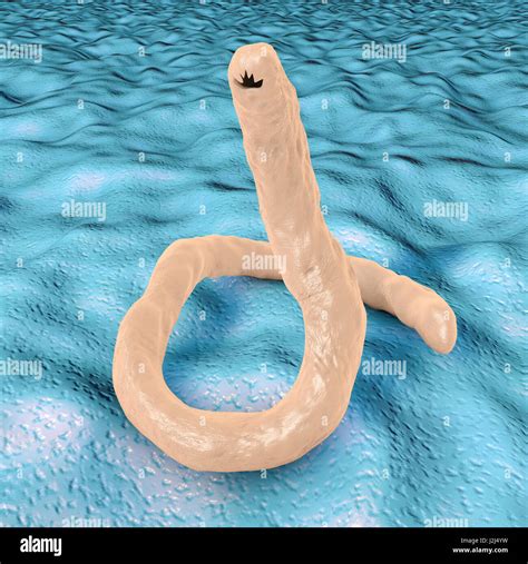 Computer Illustration Of The Parasitic Hookworm Ancylostoma Duodenale