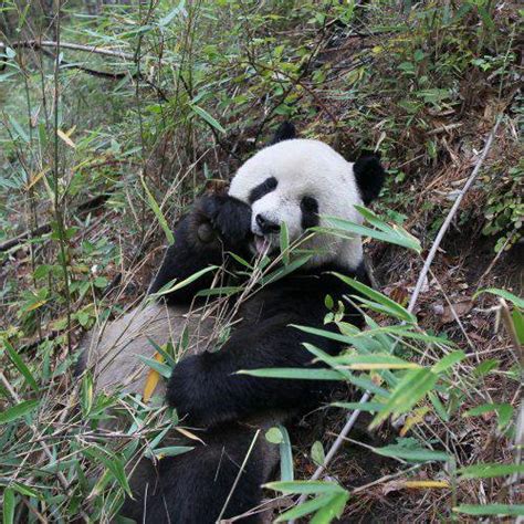 Pandanomics What Is Giant Panda Conservation Worth Billions Every
