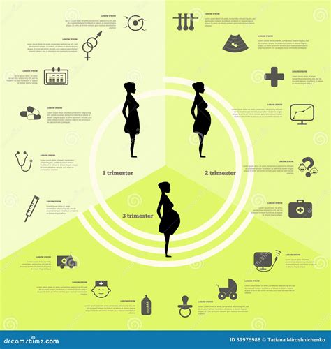 Pregnancy And Birth Infographics Pregnancy Stages Vector Illustration 39976988