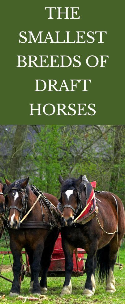 The Smallest Breeds Of Draft Horses Horses Draft Horses Draft Horse