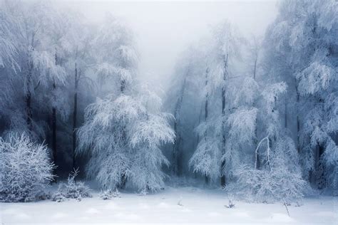 Frozen Forest Winter Landscape Winter Scenes Winter Scenery