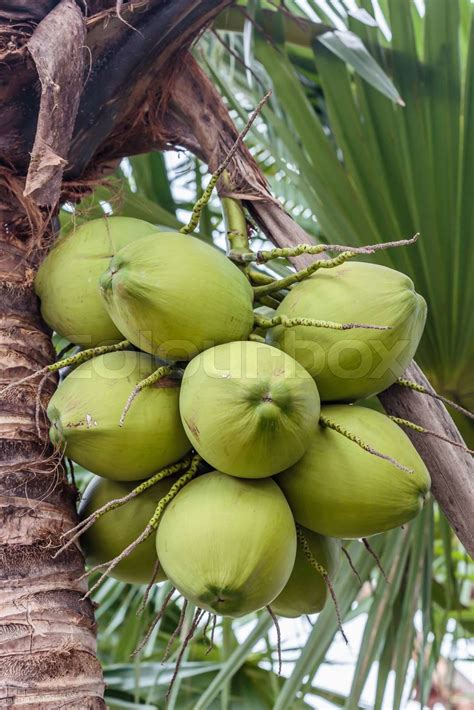 Bunch Of Coconuts Stock Image Colourbox