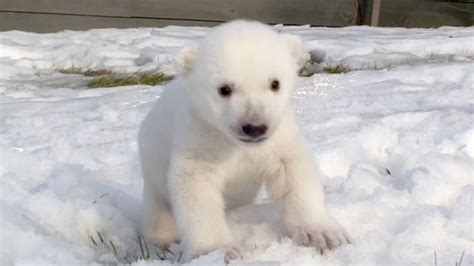 Baby Polar Bear Viewing Snow For First Time Is Adorable