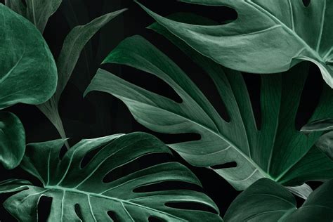 Monstera Leaves Wallpapers Wallpaper Cave