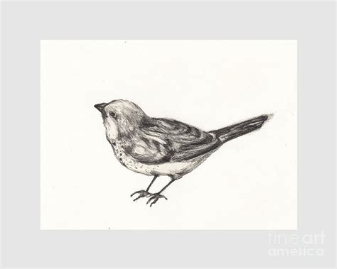 Little Bird Drawing By Mar Ramos