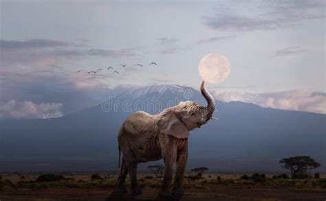 Elefante Y La Luna Foto De Archivo Imagen De Elefante 124322510