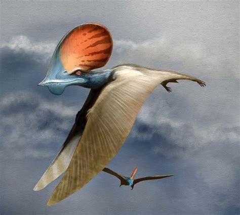 This Pterosaur Named Tapejara Lived In What Is Now Brazil About 110 Million Years Ago In The