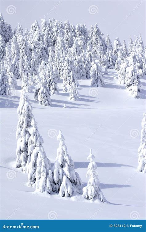 Snow Covered Pine Trees In Mountains Stock Photography Image 323112