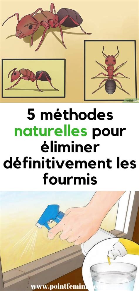 5 Méthodes Naturelles Pour éliminer Définitivement Les Fourmis Insecte