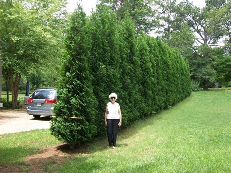 Incredible Evergreens For Privacy Fence Basic Idea Home Decorating Ideas
