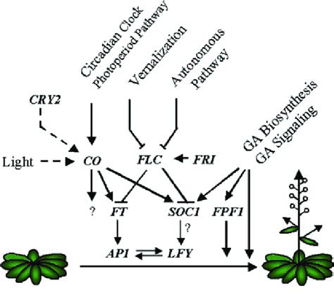 Overview Of The Relationships Among Arabidopsis Flowering Pathways