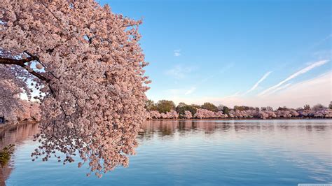 Dc Cherry Blossom Desktop Wallpapers Top Free Dc Cherry Blossom