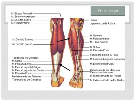 Ppt MÚsculos Del Miembro Inferior Powerpoint Presentation Free