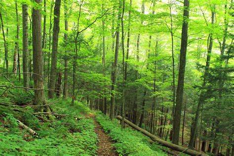 Free Picture Wood Leaf Nature Landscape Tree Forest Pathway