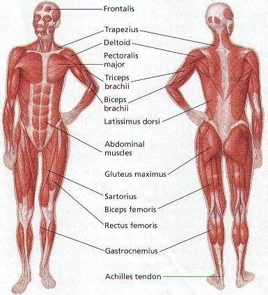 Muscles allow a person to move. Human Body Muscle Diagram | Human body muscles, Muscle ...