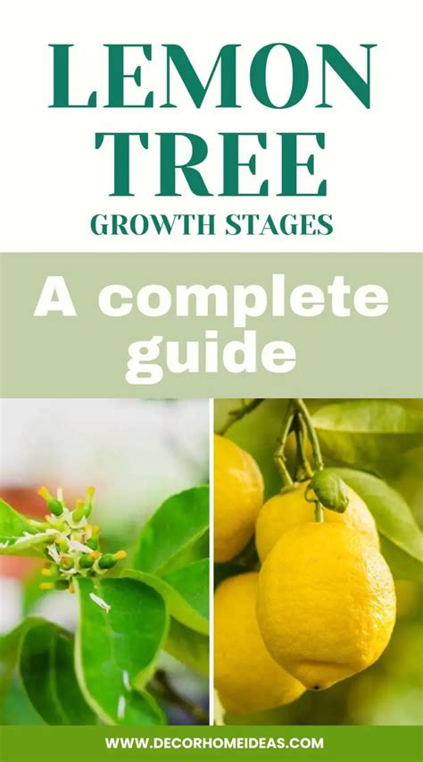 The Growth Stages Of Lemon Trees A Complete Guide