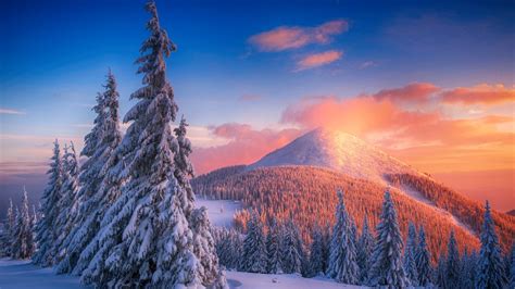 Snowy Pine Trees At Sunset In Mountains Wallpaper 4k Ultra Hd Id4397