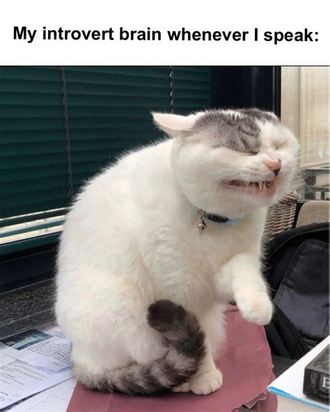 Social Anxiety Cat Meme