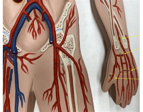 Circulatory System 3 Printable