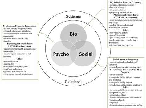 Bps Framework In The Perinatal Period Download Scientific Diagram