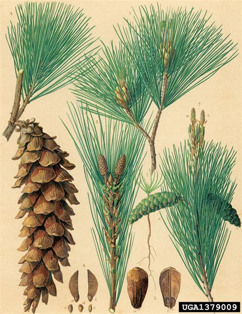 Eastern White Pine Pinus Strobus