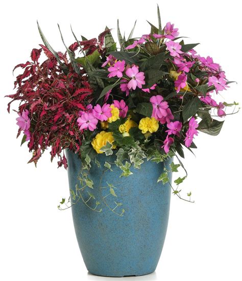 Pair with us as your plant provider! ColorBlaze® Velveteen® - Coleus - Solenostemon ...