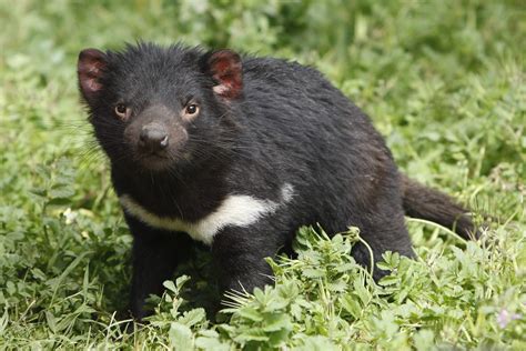 It is a widely known fact that tasmanian devils are the only animals on earth that were created by satan (not counting politicians). Fun Facts | Australia, Tasmania | Australia Trivia ...