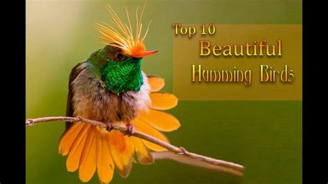 Top 10 Most Beautiful Humming Birds 2018 Youtube