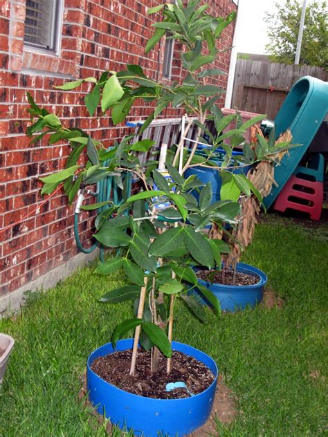 Minarettes have been specially cultivated to produce small fruiting tip spurs directly from the main trunk, rather than producing long branches. Forum: Fruit Trees Growing In Pots Successfully