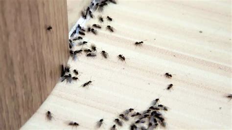 How To Get Rid Of Ants In Your Bathroom Sink For Good Pest Pit