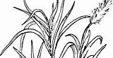 Sugarcane Plant Coloring Drawing Worksheet sketch template