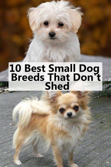 10 Best Small Dog Breeds That Dont Shed Best Small Dogs Dog Breeds
