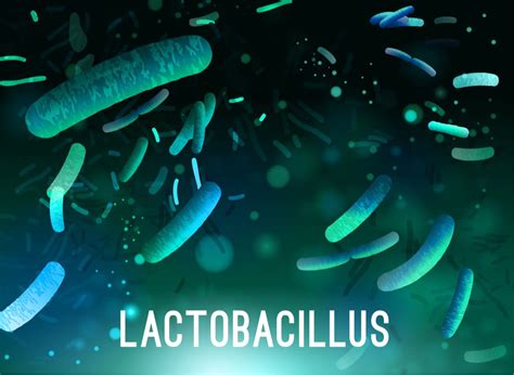 The Benefits Of A Lactobacillus Gasseri Probiotic Smp Nutra