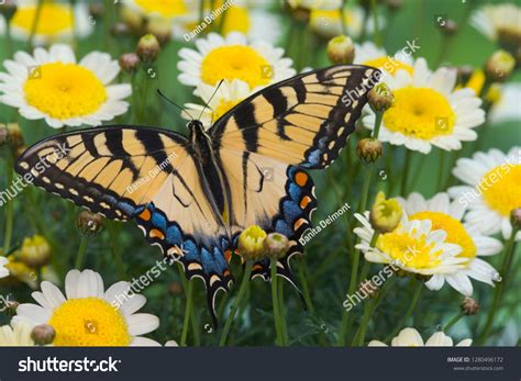 Eastern Tiger Swallowtail Papilio Glaucus Stock Photo 1280496172