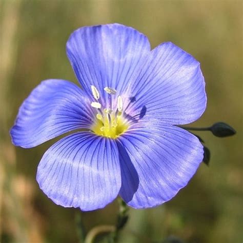Annual Blue Flax Seeds Flower Seeds In Packets And Bulk Eden Brothers