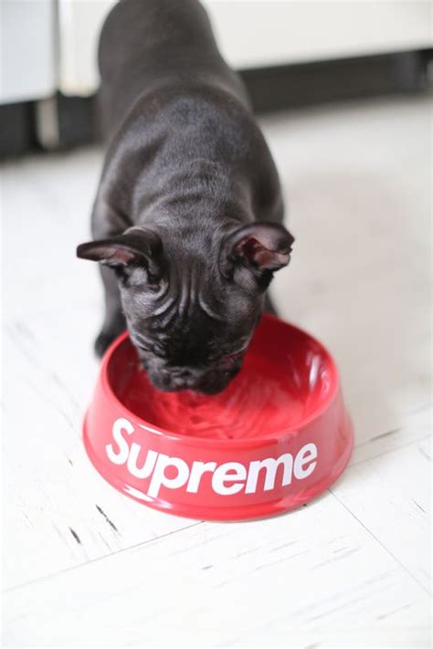 Supreme Supreme Bulldog Wallpaper Hipster Dog