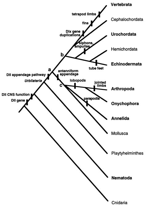 The origin and evolution of animal appendages | PNAS