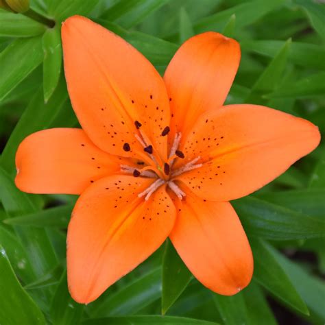 Orange Lily Aghipbacid