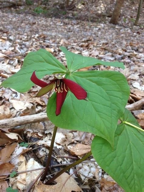 Red Trillium Along The Abbey Pond Trail Near Middlebury Vermont