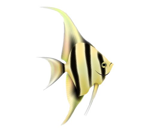 Angelfish Png Transparent Images Png All