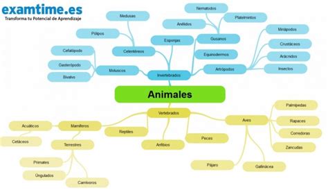 Mapa Conceptual De Los Animales