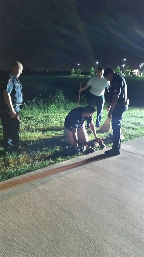 Wildlife Crew Near Conroe Removes 9 Foot Gator