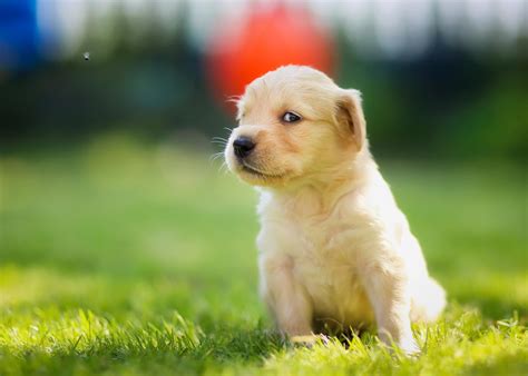 Puppy Hd Wallpaper