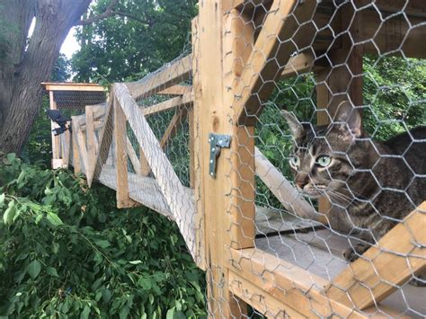 He Made His Indoor Cats A Tower Bridge Tree House So They Could Safely